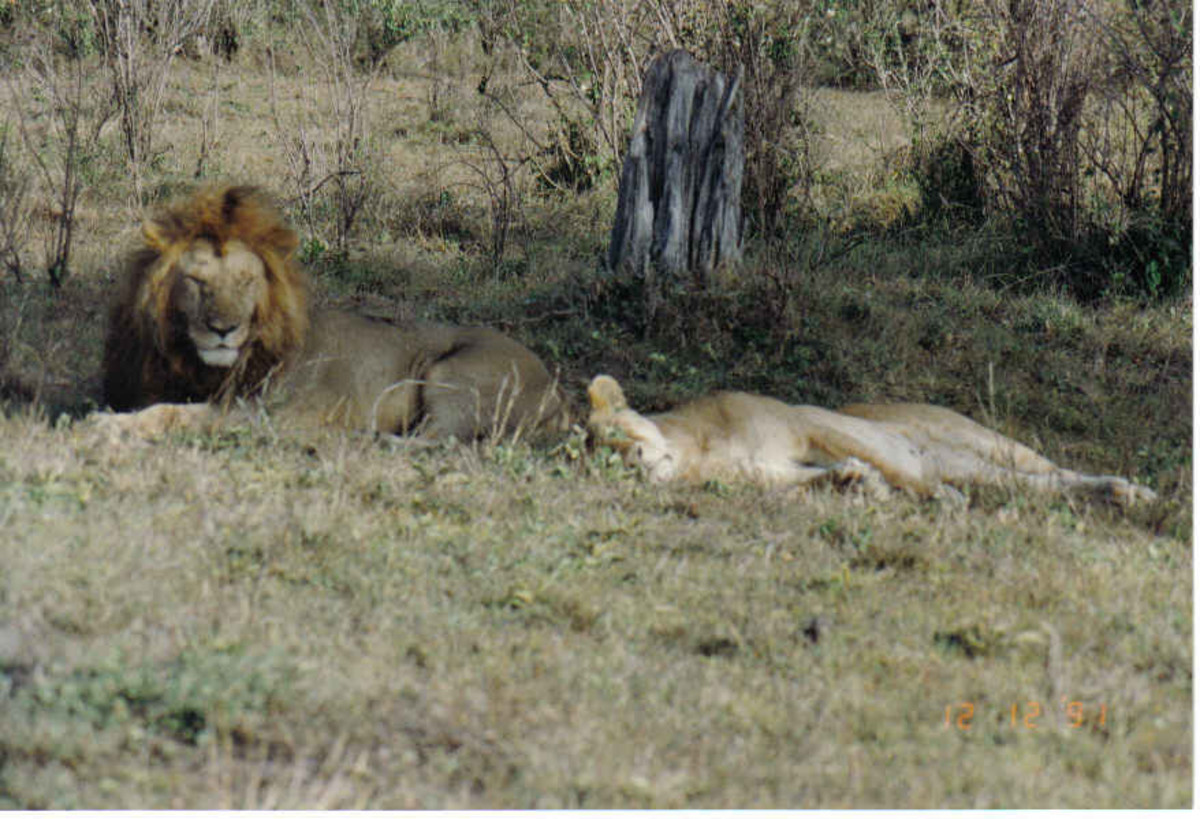 Masai Mara Safari Adventure, Kenya, Africa - Lions