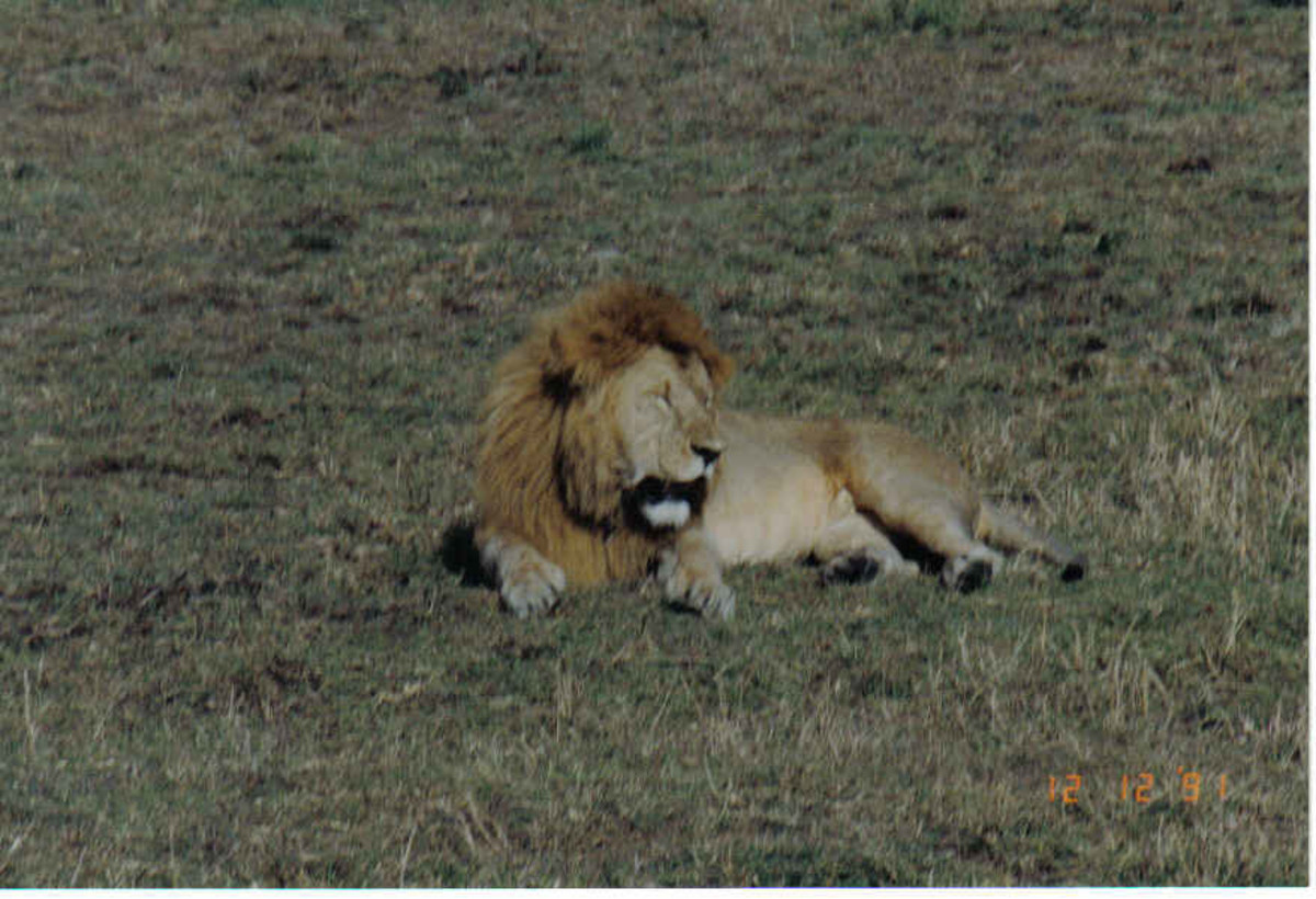 Masai Mara Safari Adventure, Kenya, Africa - Lions