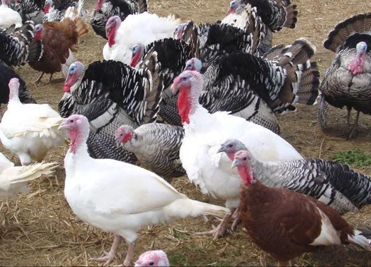 Turkey Production Farming and Management