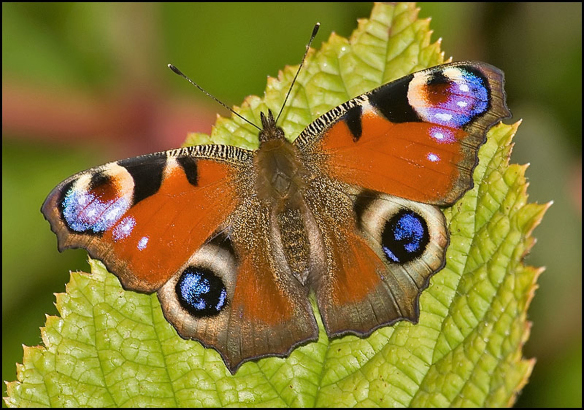 The peacock butterfly gives the perception of the eyes of a predator through its natural camouflage