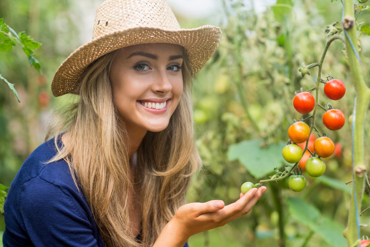 Woman checking tomato plants