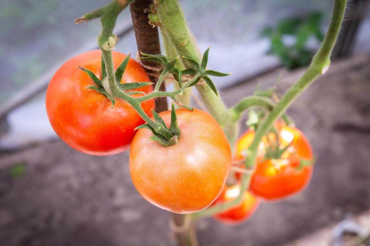 Pruning your tomato plants is essential to preventing disease and ensuring quality yields.