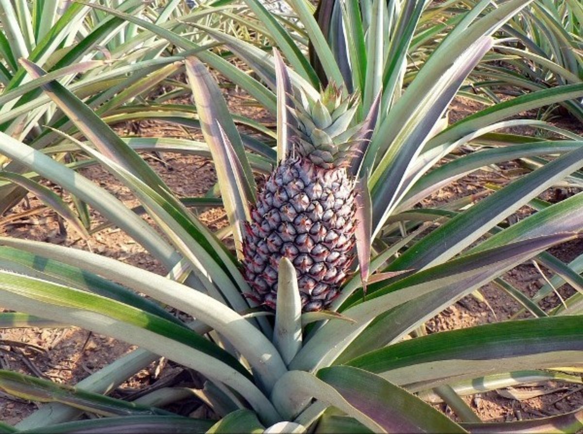 Pineapple Cultivation