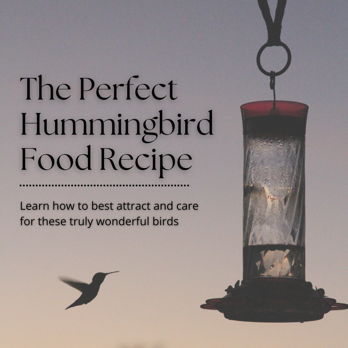 The Perfect Hummingbird Food Recipe