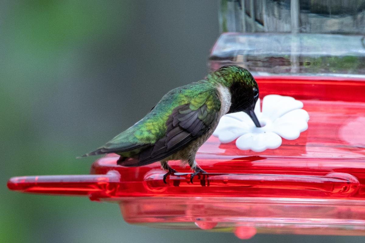 How often you change your hummingbird food depends on where you live—in extremely hot climates, you may have to change it every day!