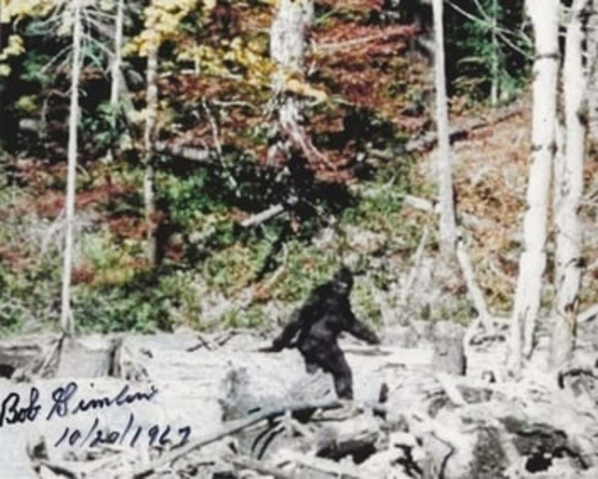 Bigfoot Sasquatch walking in the forest