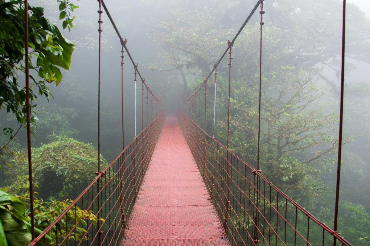 What are the largest rainforests in the world?