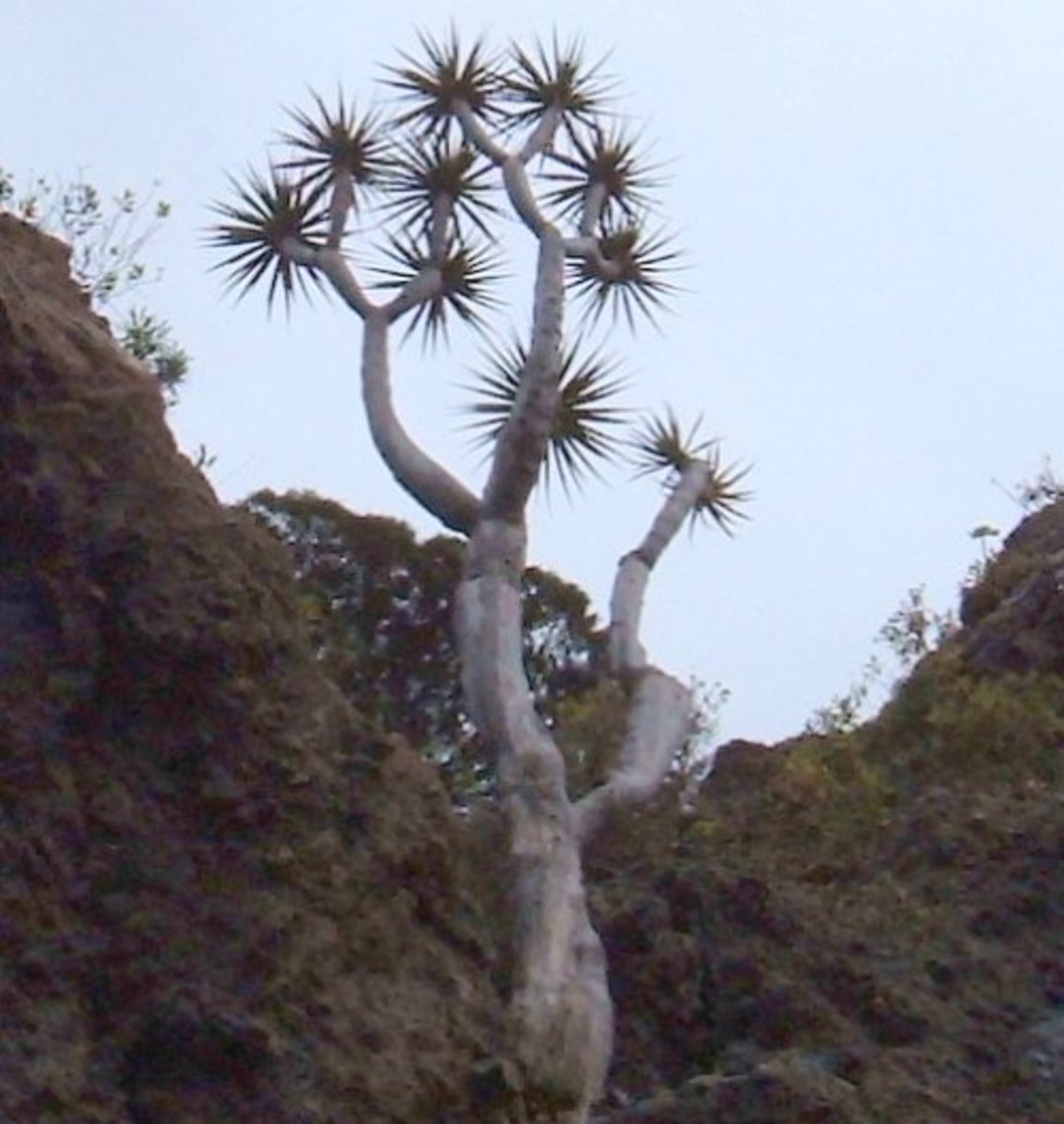 Rare Canary Islands Dragon Tree grew on Tenerife cliff