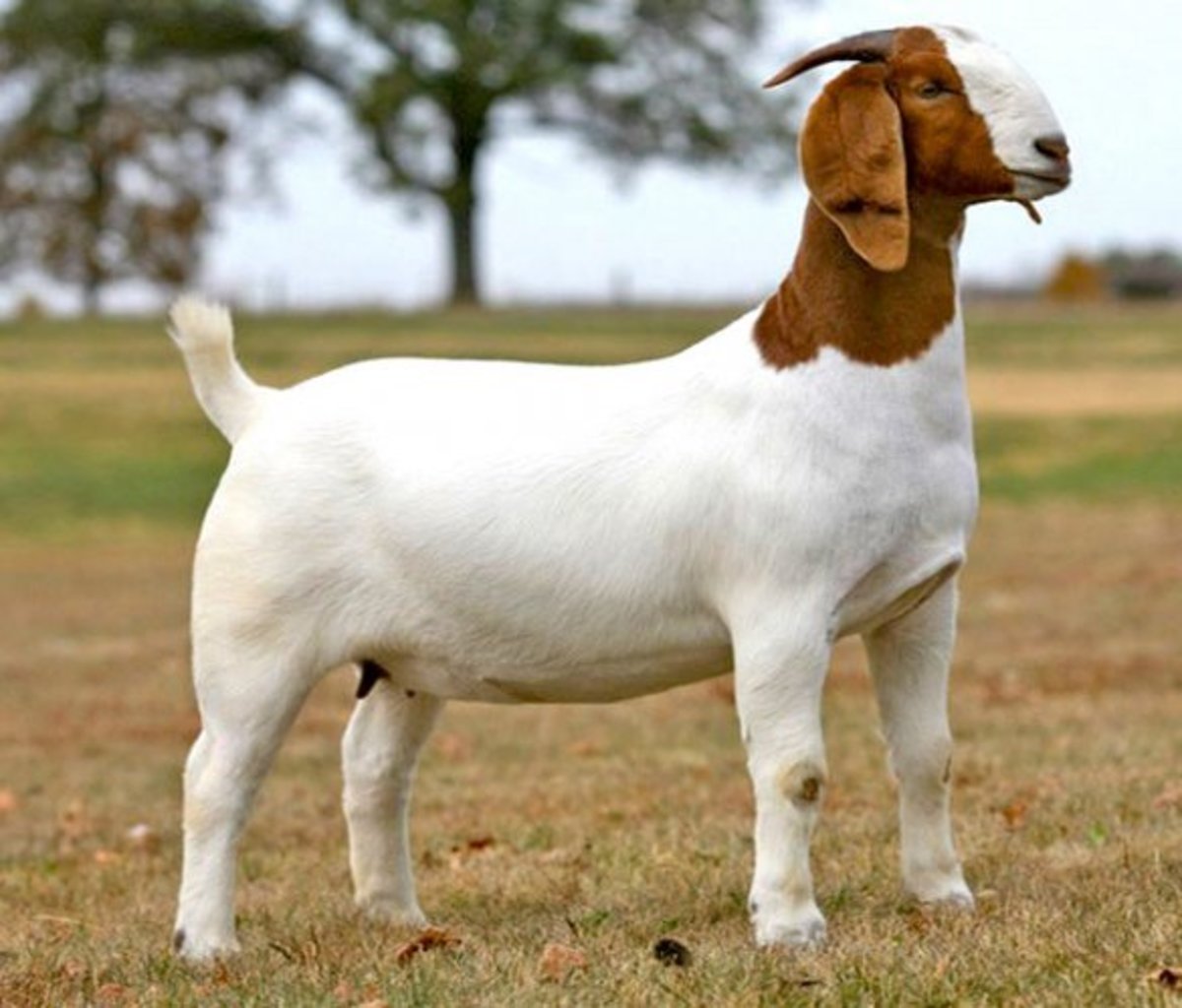 Boer goat breed