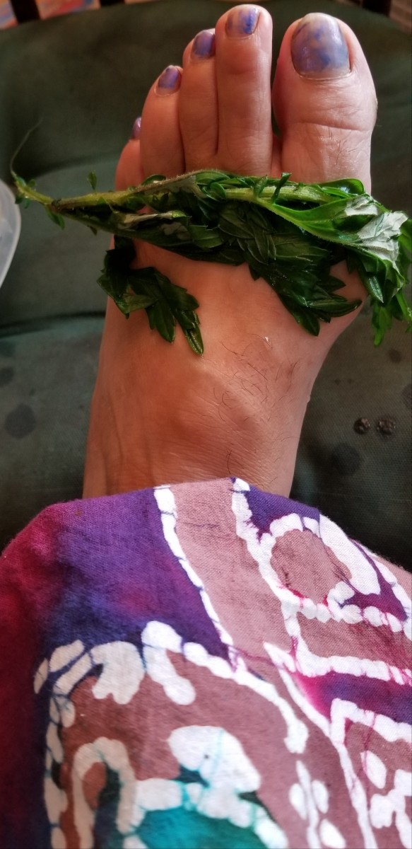 A warm mugwort poutice relaxes my sore skin after banging my foot on the foot of my office chair.