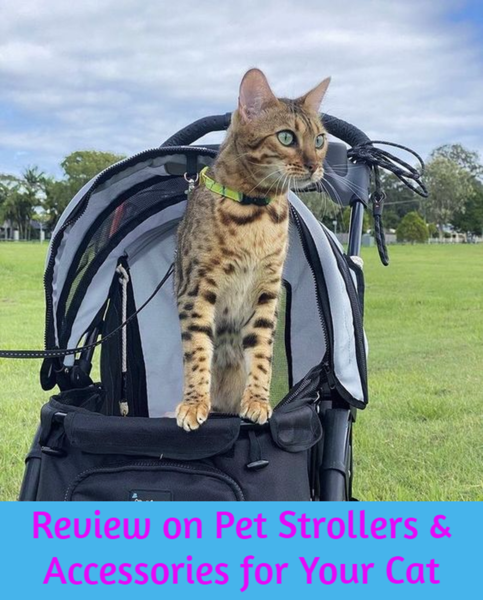 Review on Pet Strollers & Accessories for Your Cat