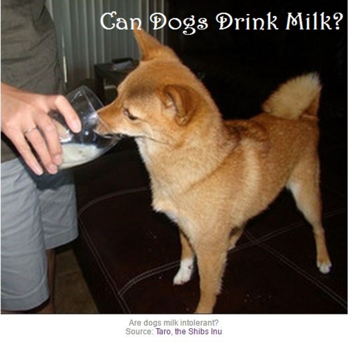 Can Dogs Drink Milk or are Dogs Lactose Intolerant?