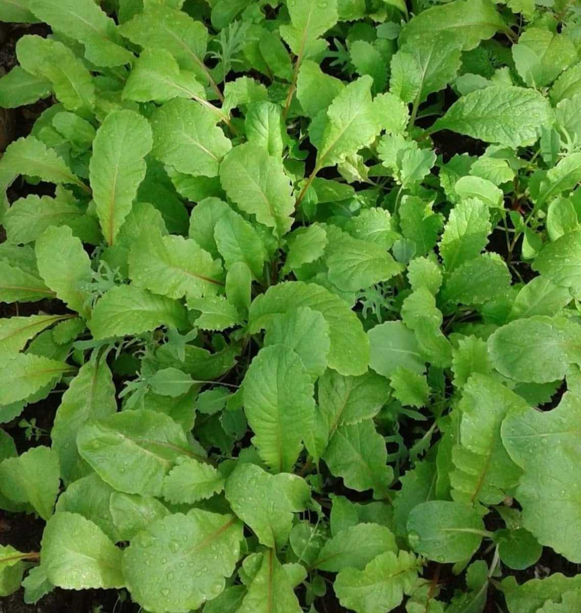 Mustard greens are also known as Chinese mustard, Indian mustard, or leaf mustard.