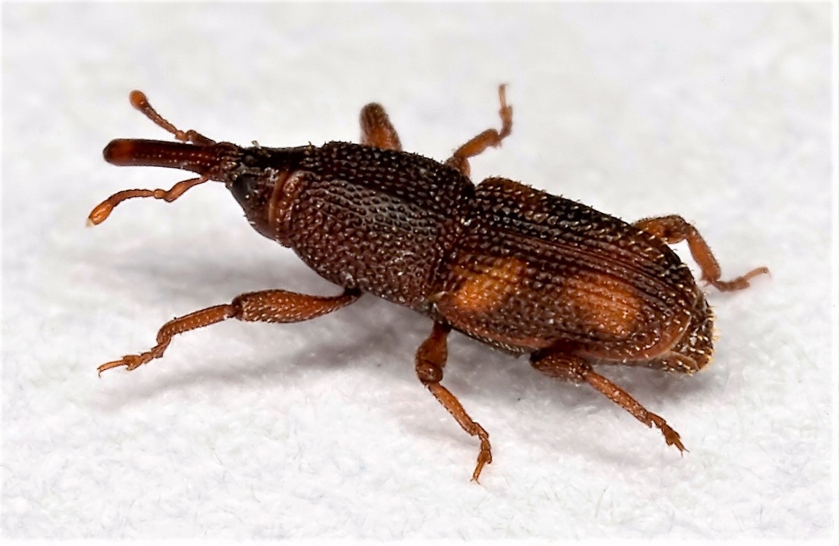 A rice weevil
