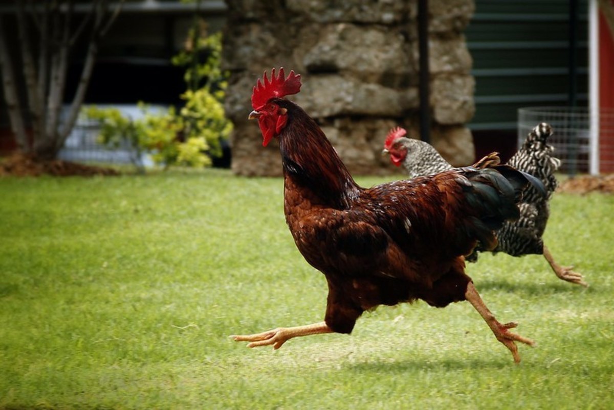 More exercise is one of the keys to keeping your chickens from becoming obese. A rooster helps, but is not always an option in a backyard flock.