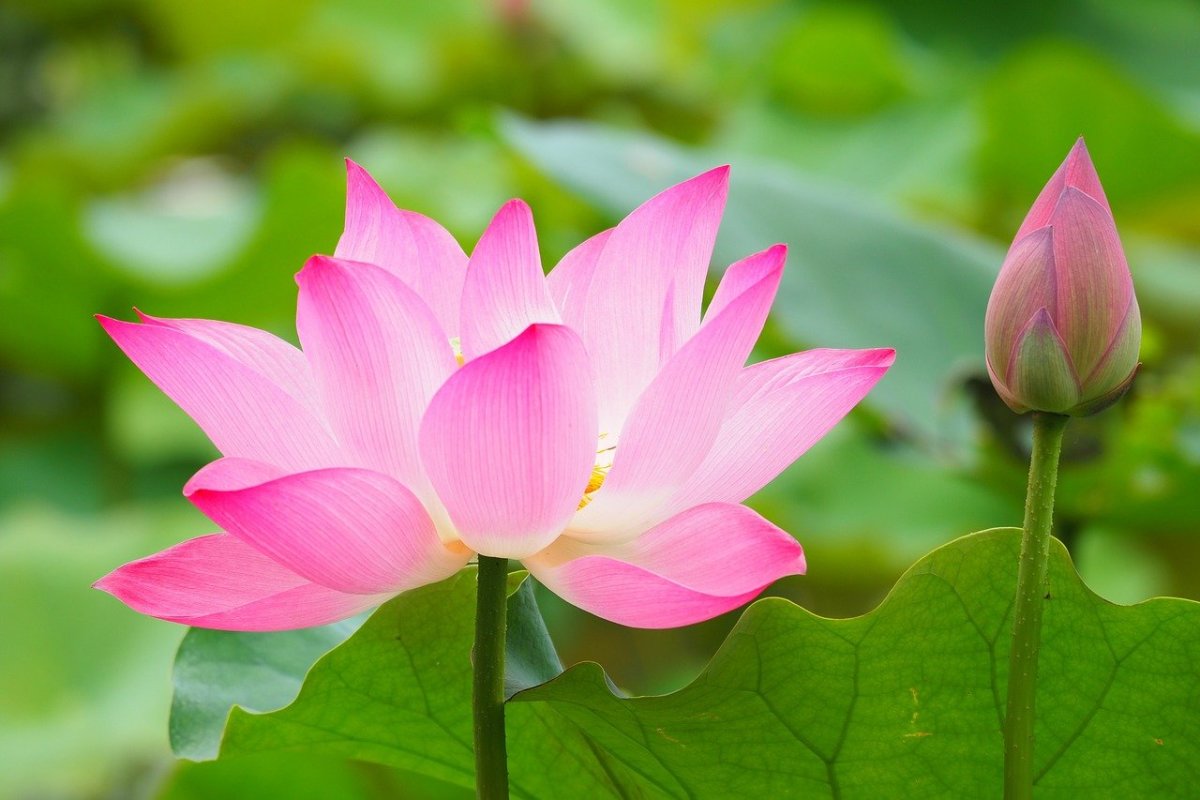 Just like the lotus - Overcome difficulties, never let them pull you down