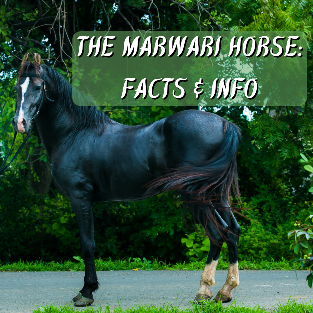 Read on to learn all about the Marwari horse of India, including its history, temperament, near-extinction, and contemporary survival. A highly informative video is also included.
