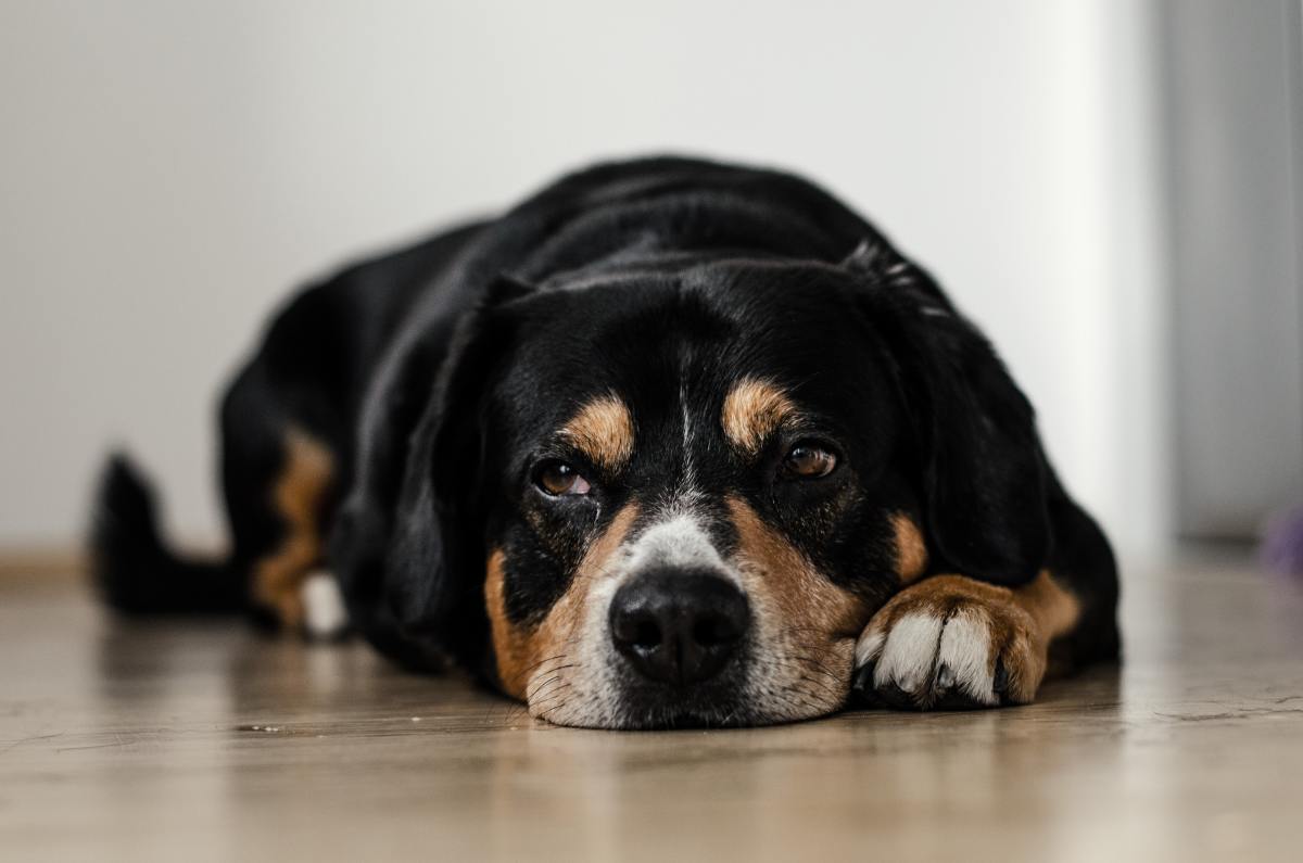 Q&A: Is My Dog Depressed, Sick, or Just Getting Old?