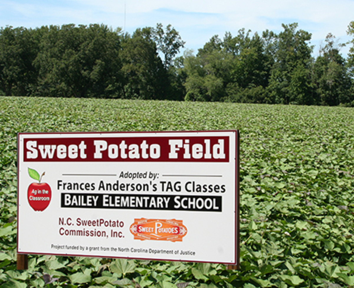 Adopt a Sweet Potato Field Contest, source:  North Carolina Sweet Potato Commission