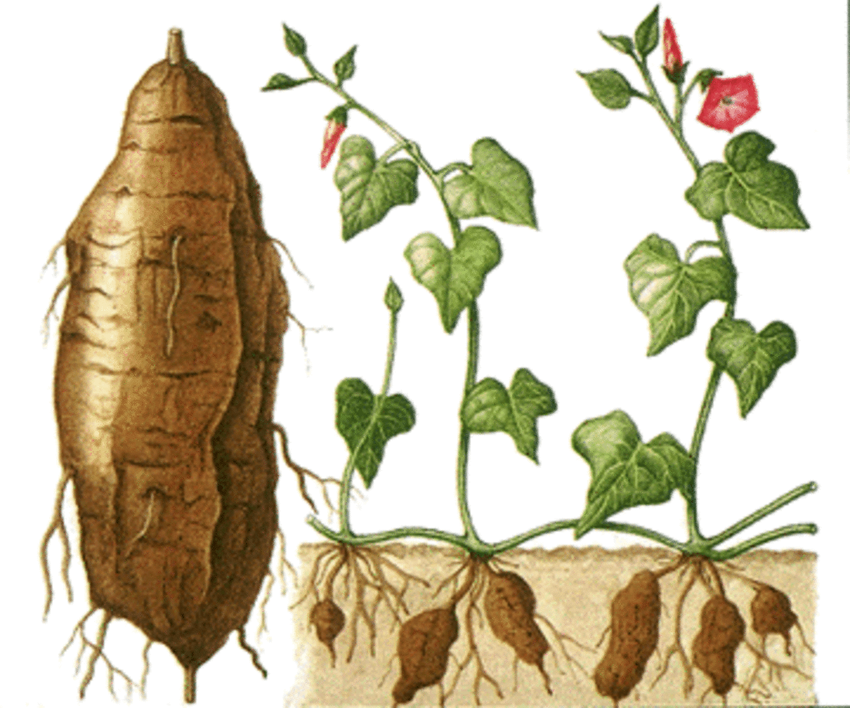 sweet-potato-info0 By fernandfeather, source: Photobucket