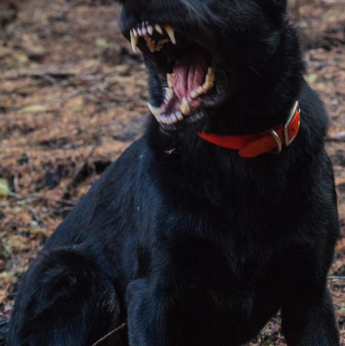 Aggression in dogs can be caused by several different factors. 