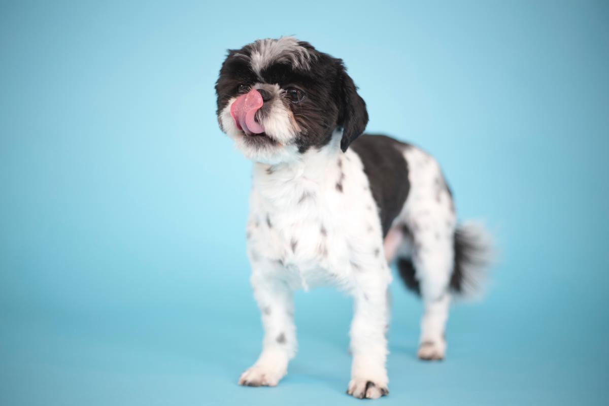 What treats can you give a dog who suffers from bladder stones?