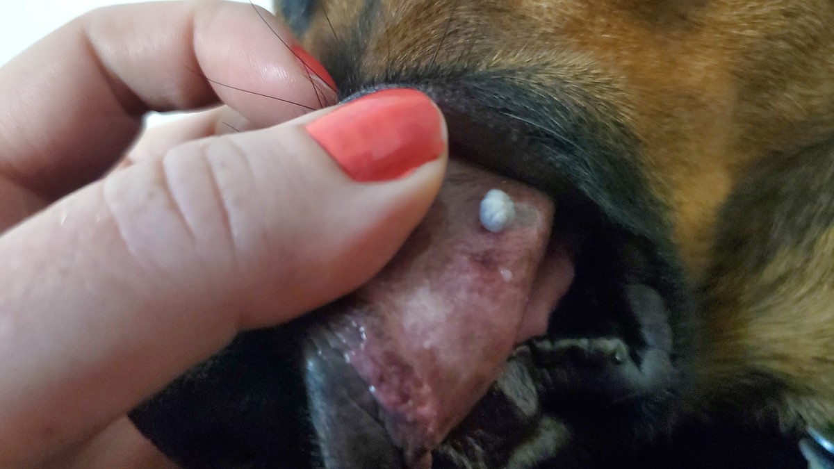 Q&A: What Is This White Bump Growing in My Dog's Mouth?