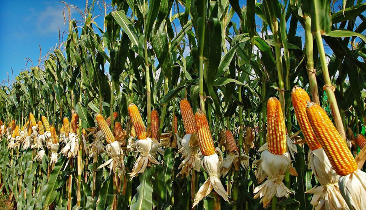 Maize Cultivation Farming Maize Cultivation Farming