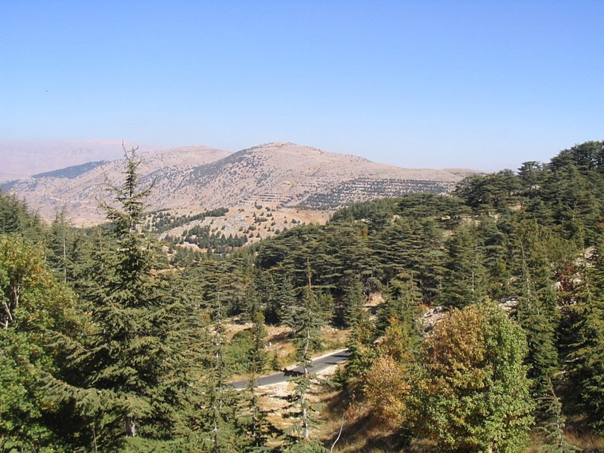 Cedars of Lebanon in Al Shouf Cedar Nature Reserve, Lebanon.