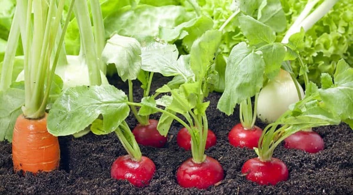Vegetable Cultivation Farming