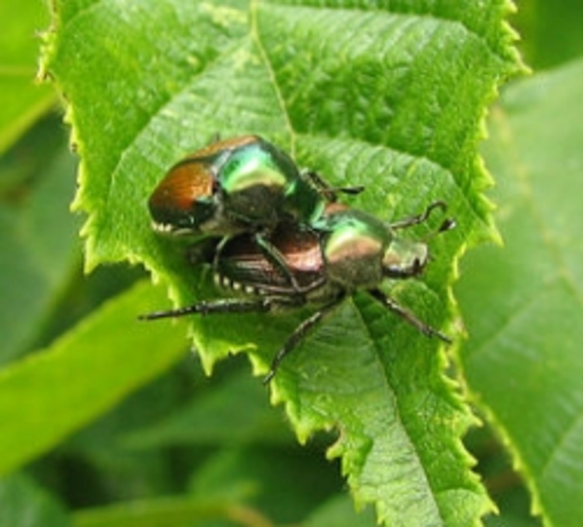 Garden Insect Identification: A Guide - HubPages