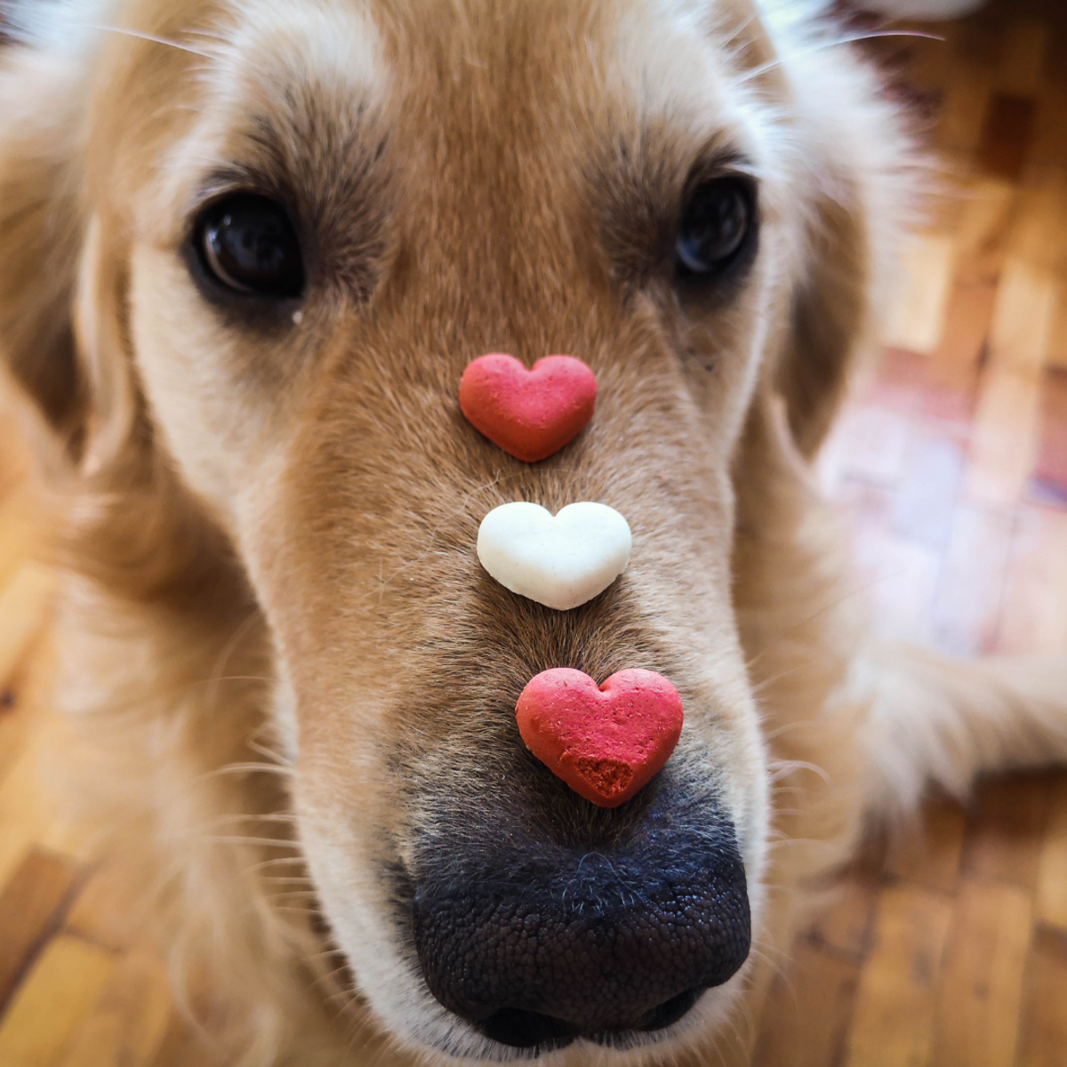 Understanding the Honeymoon Period in Dogs