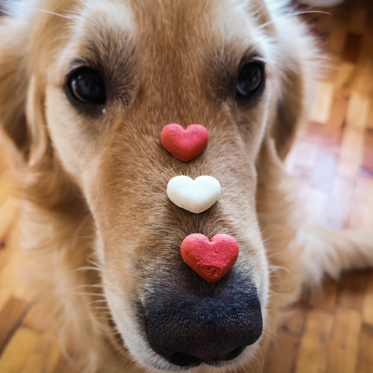 Understanding The Honeymoon Period In Dogs PetHelpful