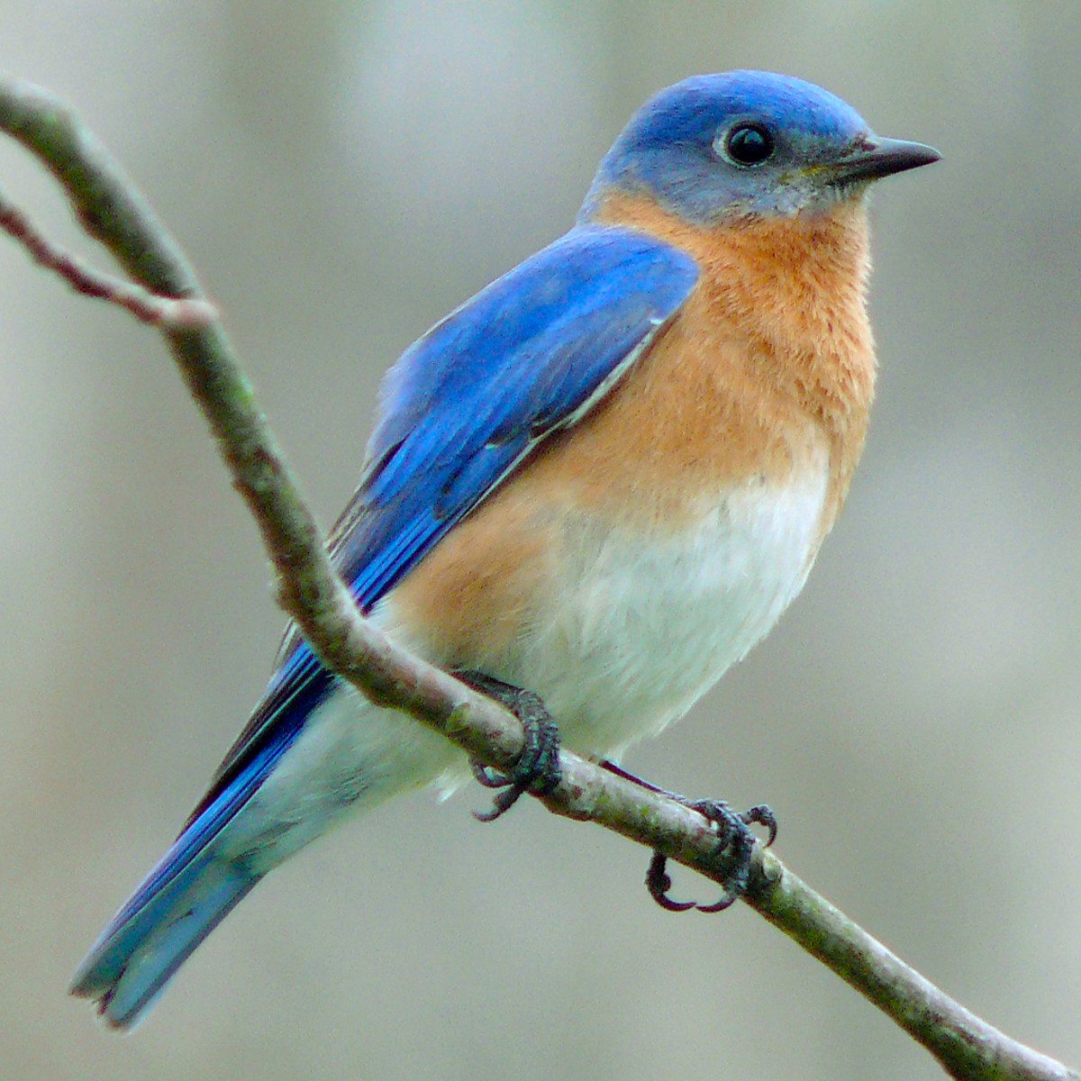 Eastern bluebirds are a striking blue above balanced by a white belly and rufous chest. 