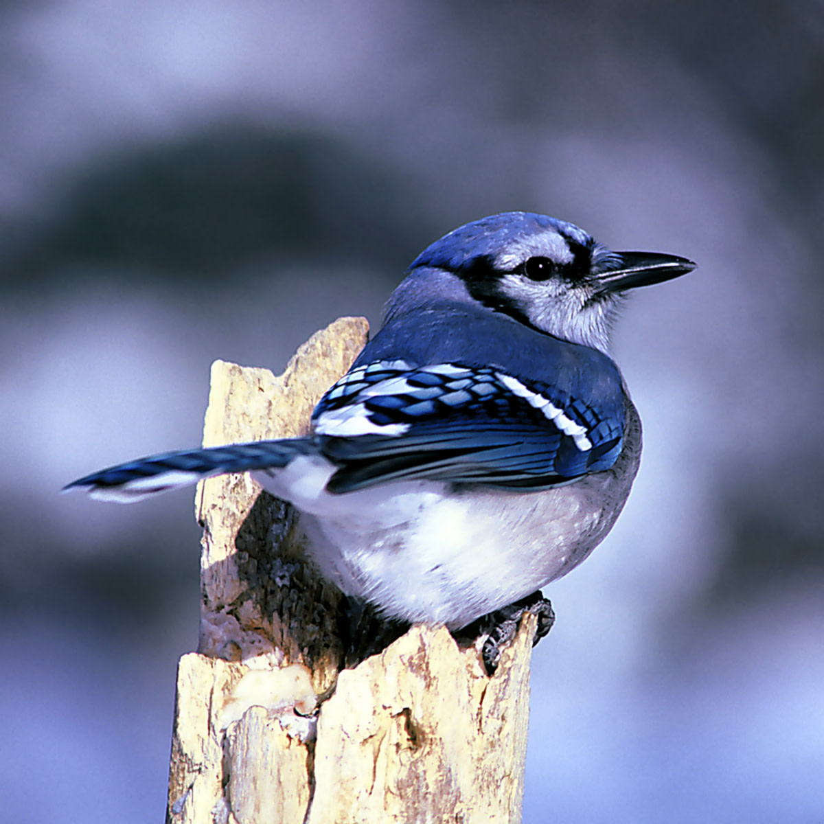 Blue jays are raucous year-round residents of North Carolina. 