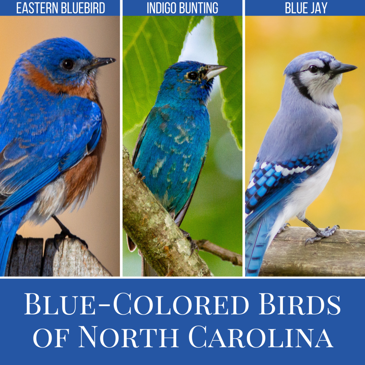 Types of Blue Birds in NC: Bluebirds, Indigo Buntings, and Jays
