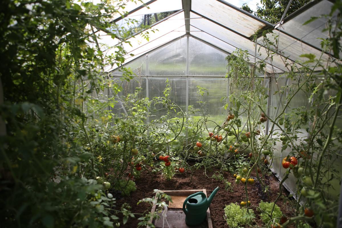 Good ventilation is essential to maintaining the proper humidity levels in your greenhouse.