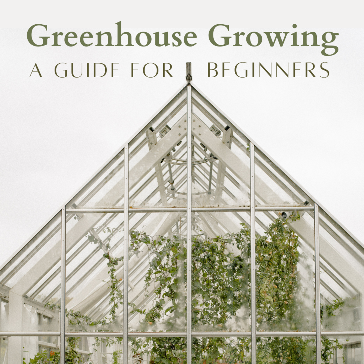 This article will provide all the essential information you need to maintain a greenhouse growing project.