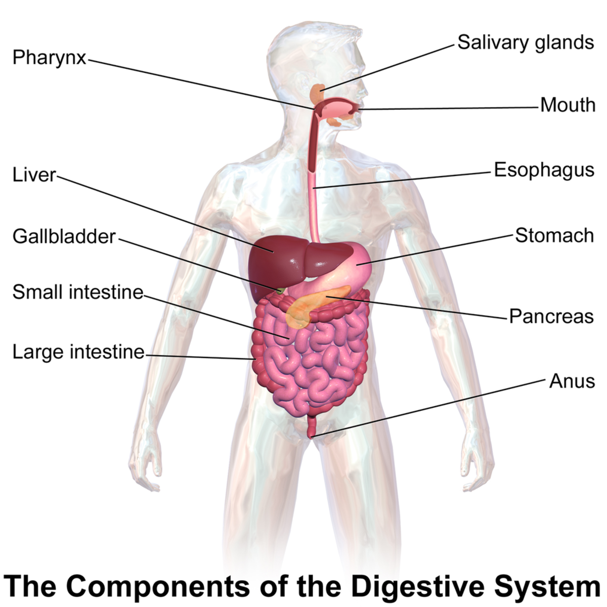 The digestive tract forms a continuous tube from the mouth to the anus. The liver and the gallbladder ducts help digestion and can be involved in jaundice.