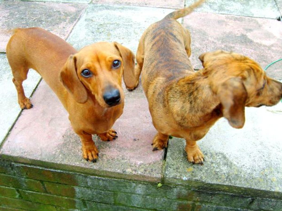 everything-about-dachshunds