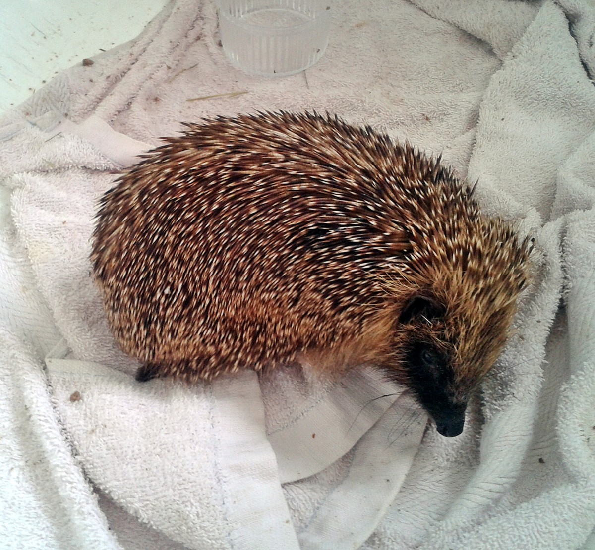 How We Saved Spike the Baby Hedgehog