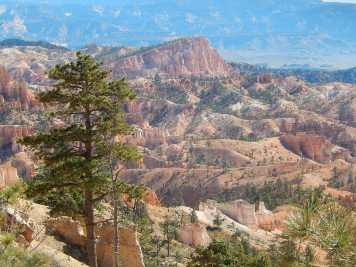 An ancient bristlecone pine frames the gorgeous view of multiple layers of Bryce Canyon in the far distance.
