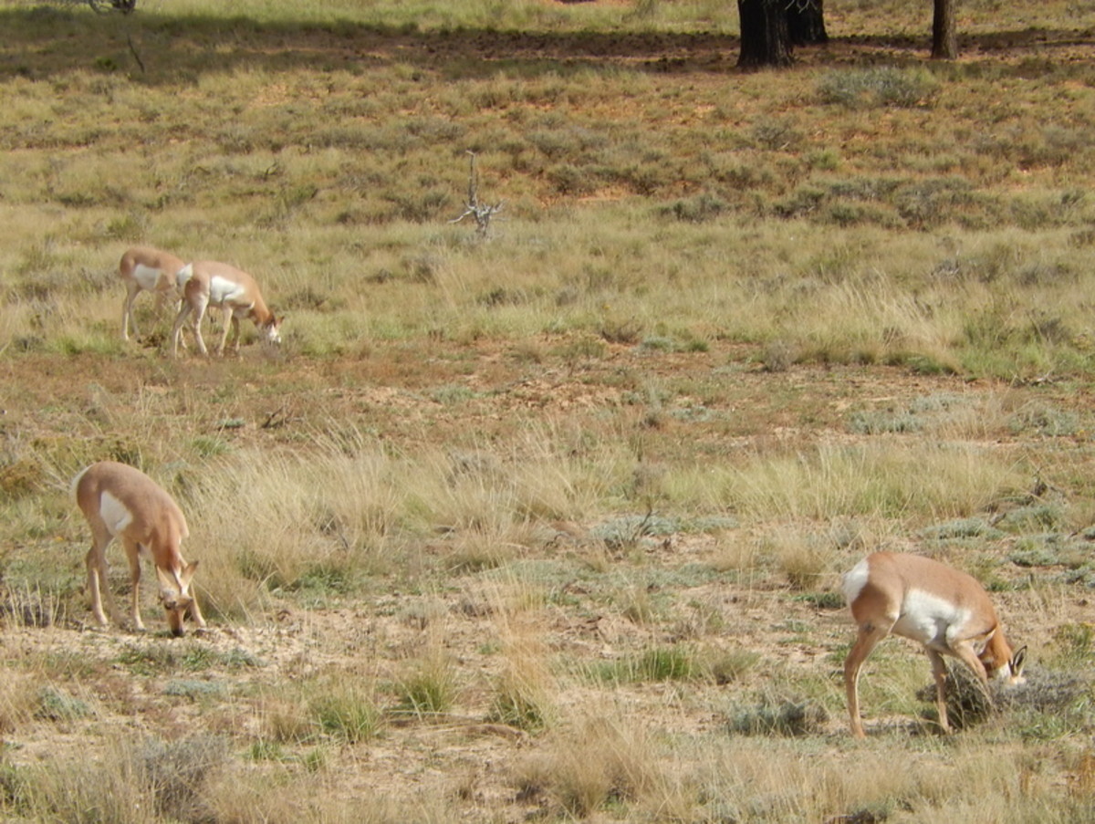 Pronghorn (frequently called "antelope" by tourists) graze in the flatlands of the park.