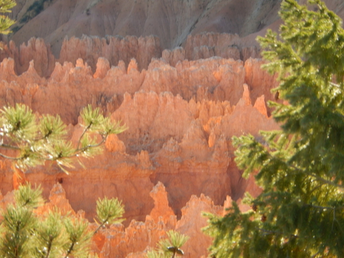 A closeup of bristlecone pines framing another view of hoodoos of Bryce Canyon.