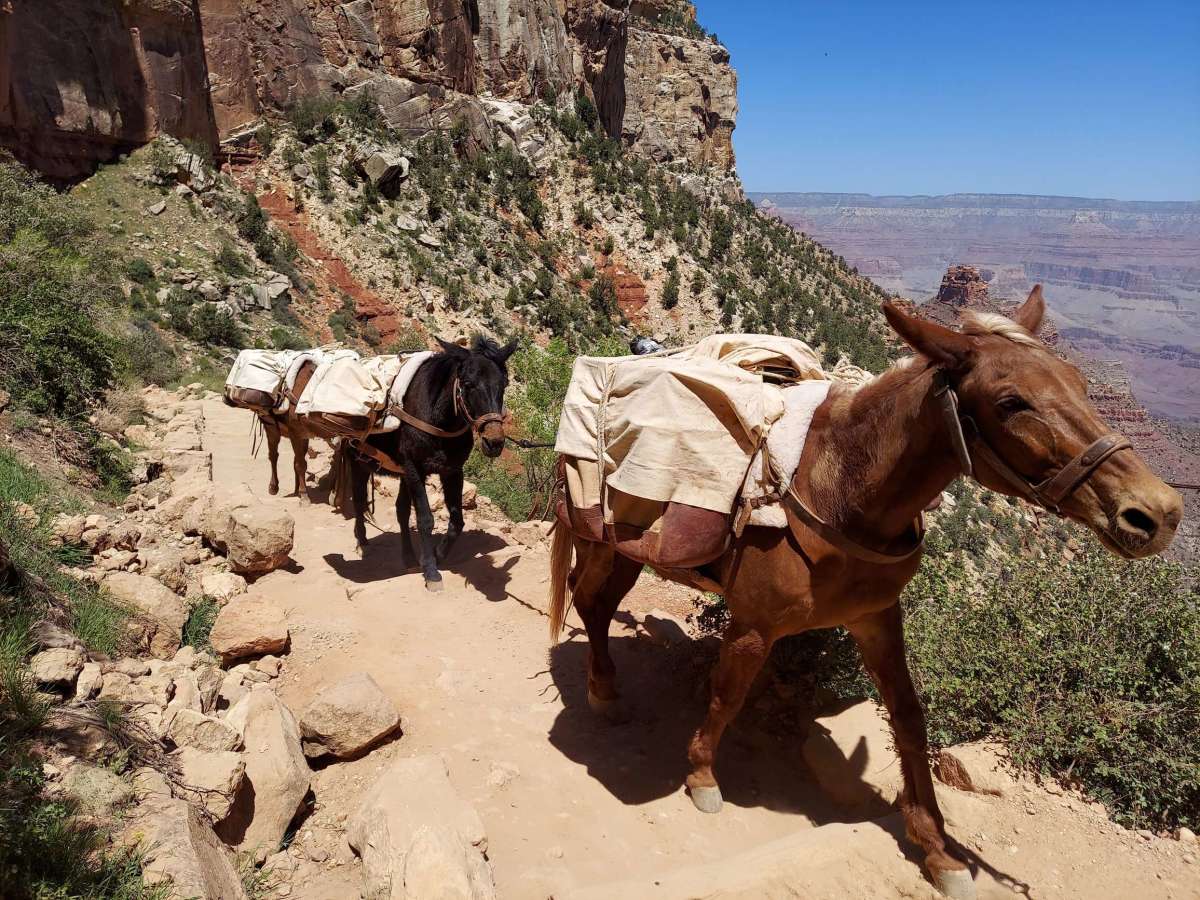 The only way to get into the canyon from the South Rim is to hike or schedule a mule trip.