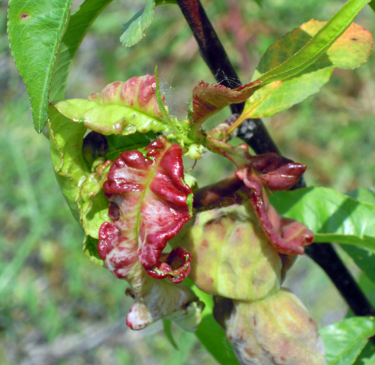 Peach and Cherry Trees: Problems and Solutions - HubPages