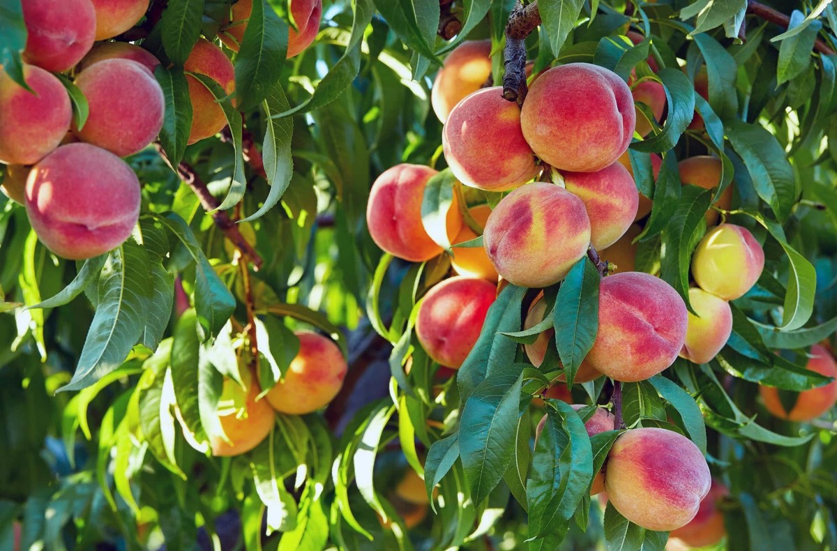 Peach and Cherry Trees: Problems and Solutions