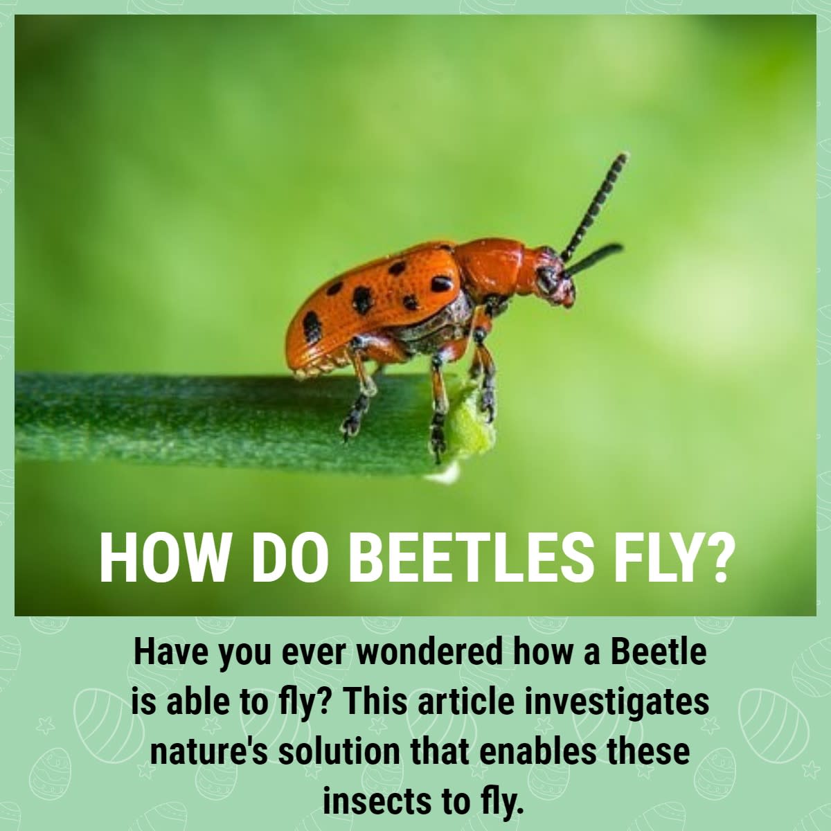 How Do Beetles Fly?