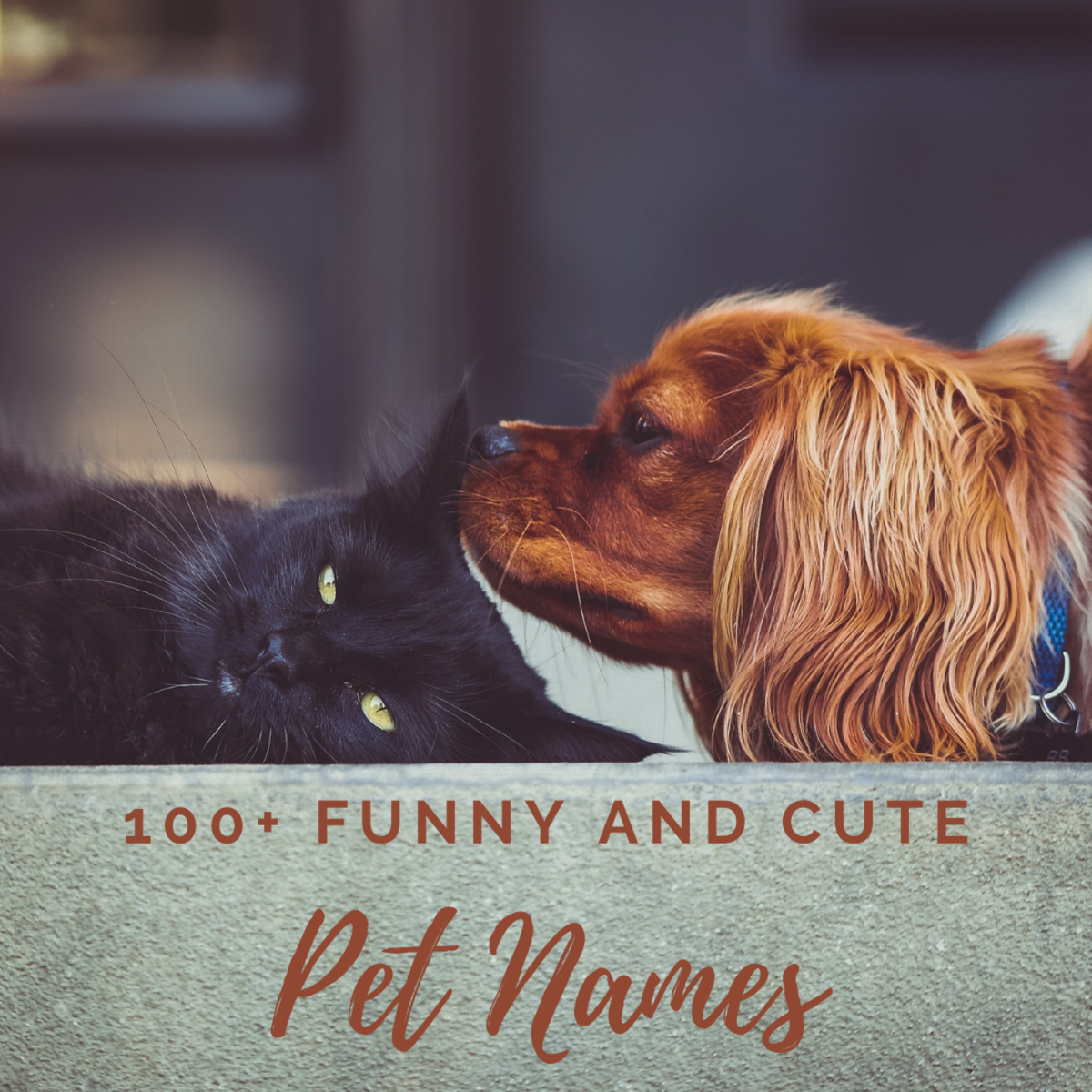 100 Creative Ideas For Funny And Cute Pet Names PetHelpful