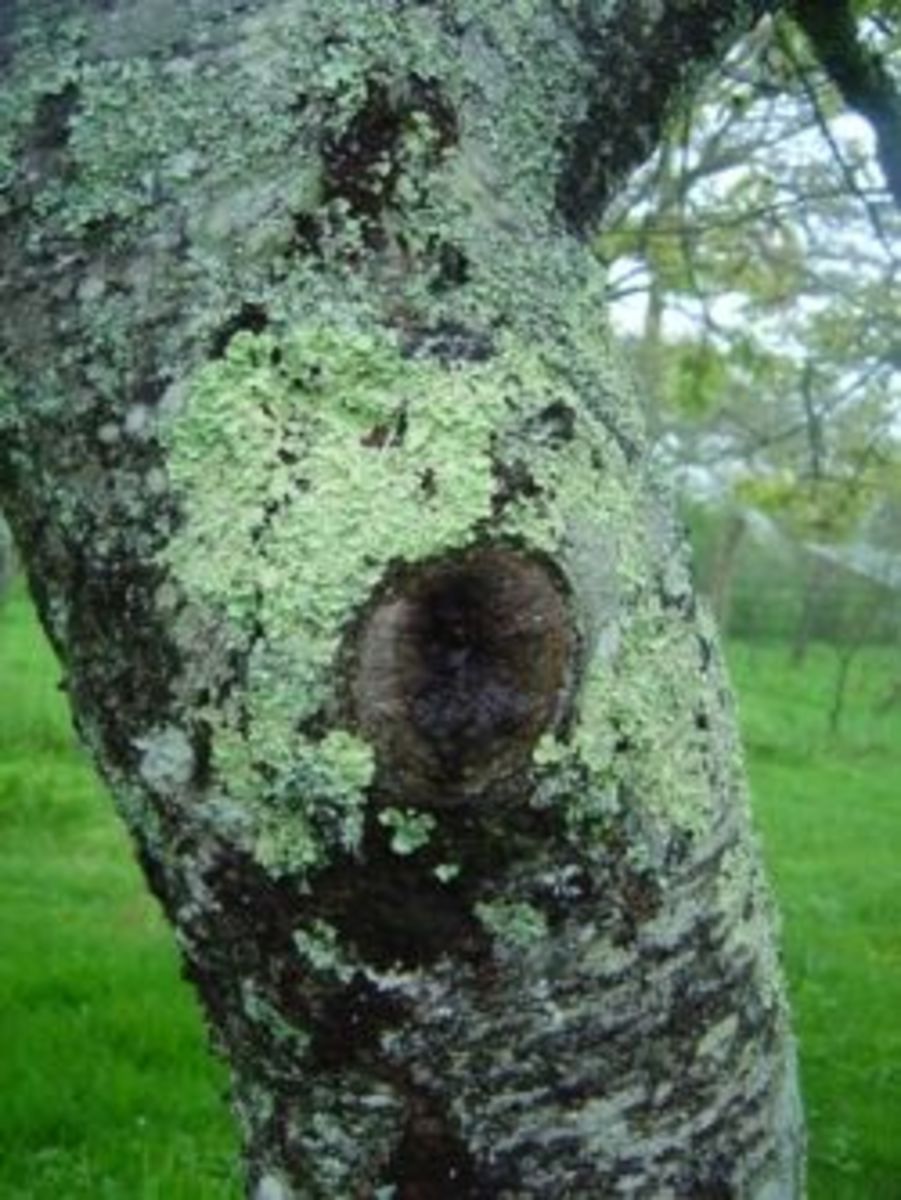 A tree in Limousin, France covered in lichen